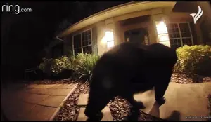 რადიკალი გარემოსდამცველი ფლორიდის თავდაცვის დათვების შესახებ კანონპროექტს, HB 0087-ს, მძევლად აჰყავს